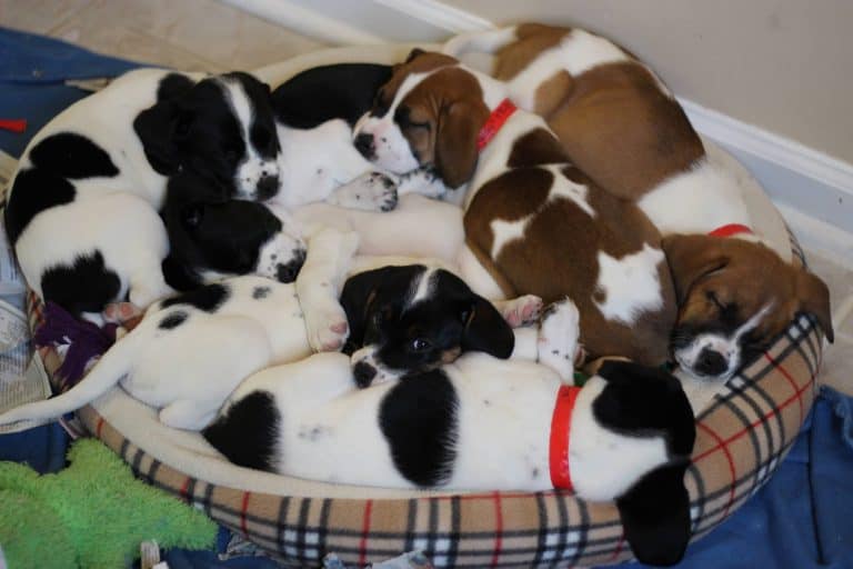 Puppies