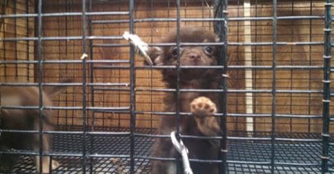 Chihuahua puppies for adoption from a reputable source, not a puppy mill.