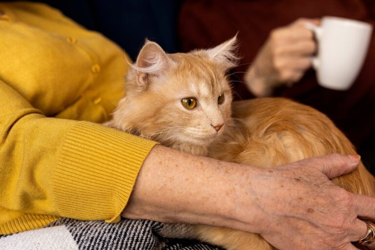 Stem Cells from Fat May Help Fight Kidney Disease in Cats 1