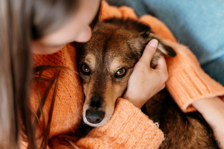 What is Conjunctivitis in Dogs