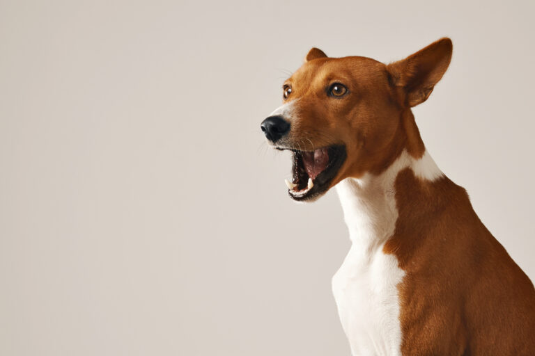 10 Tips to Help Stop Dog Barking