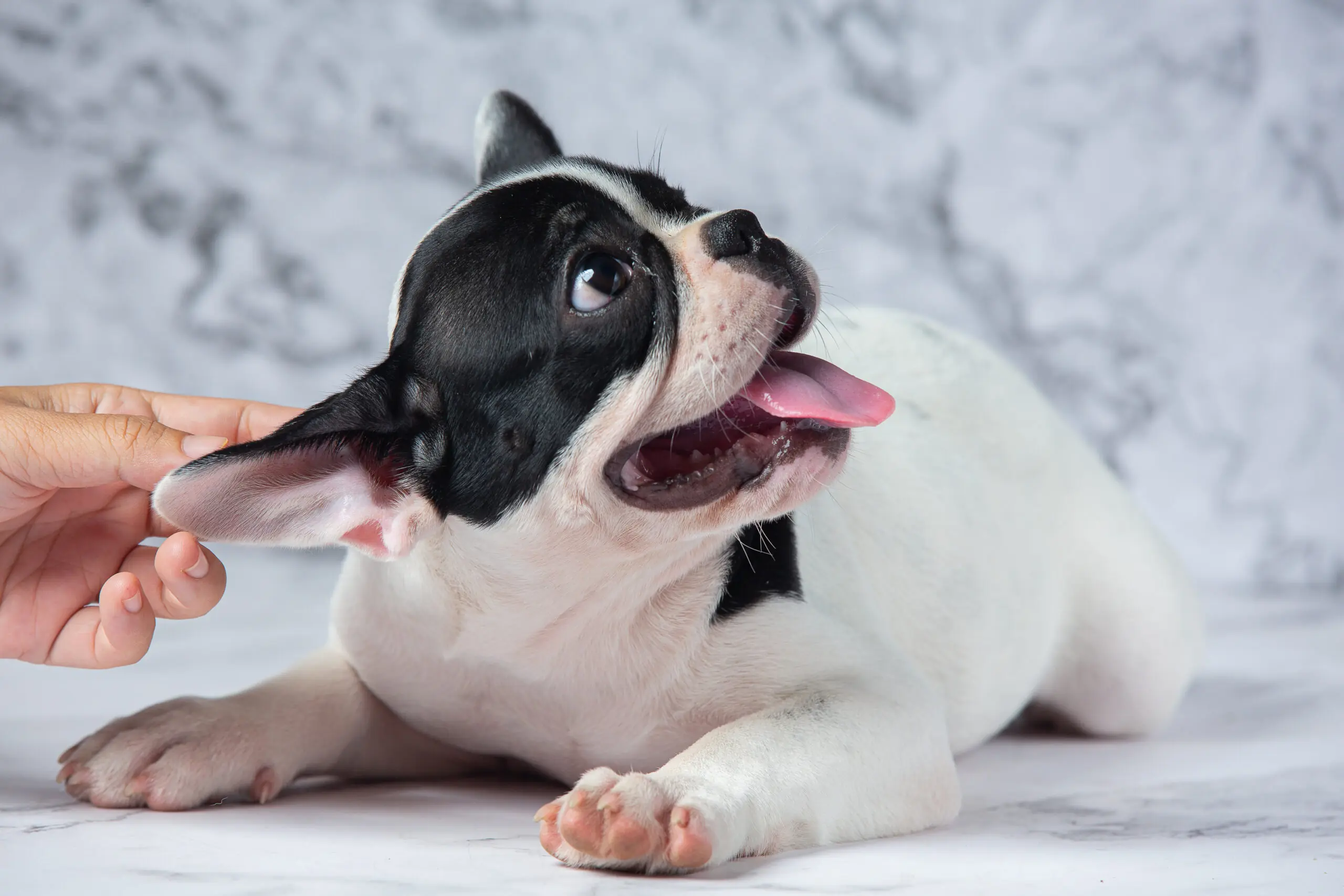 6 Medical Reasons Why Dogs are Excessively Licking scaled