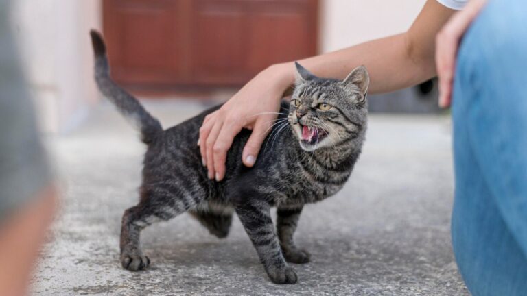 7 Causes of Cat Sneezing