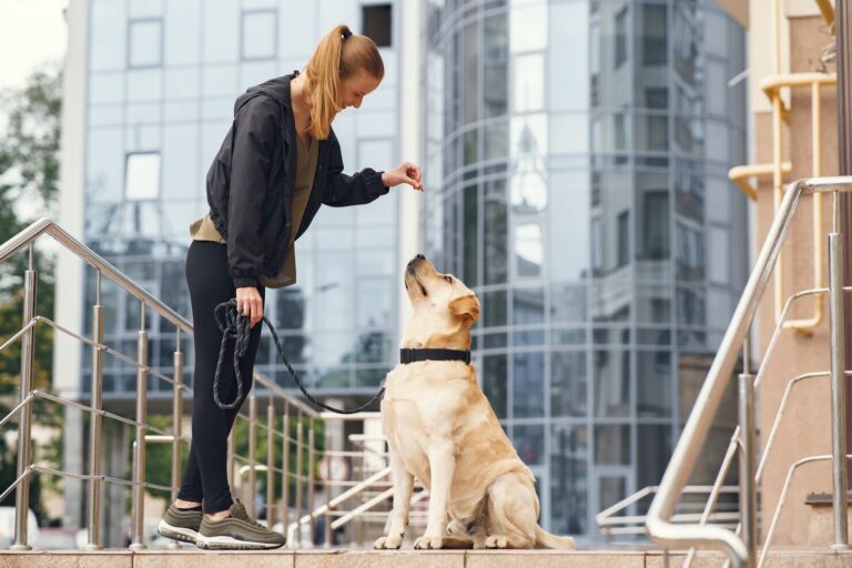 A Veterinarian s Guide To Greeting Dogs in Public