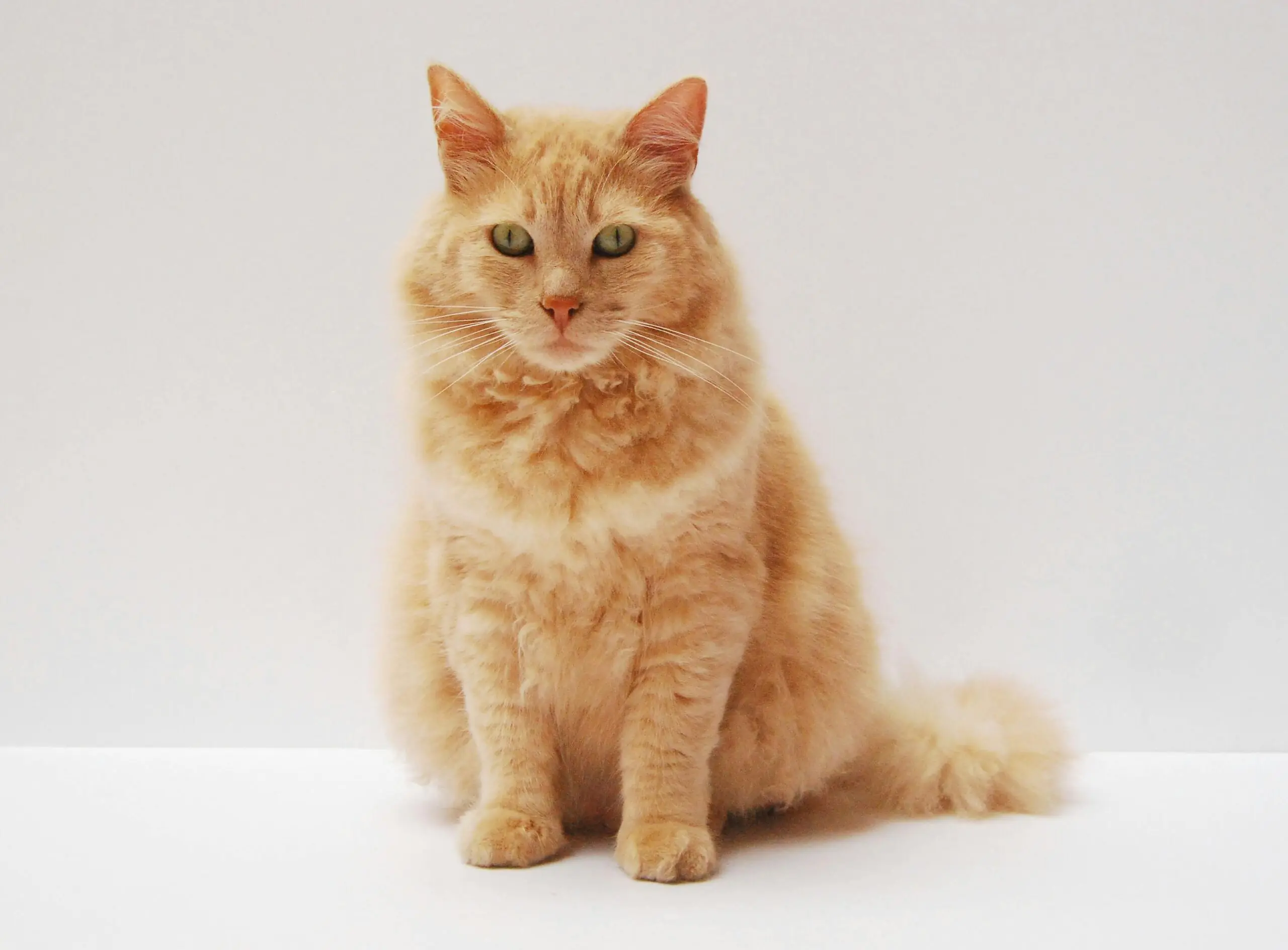 Abnormal Drooling in Cats scaled