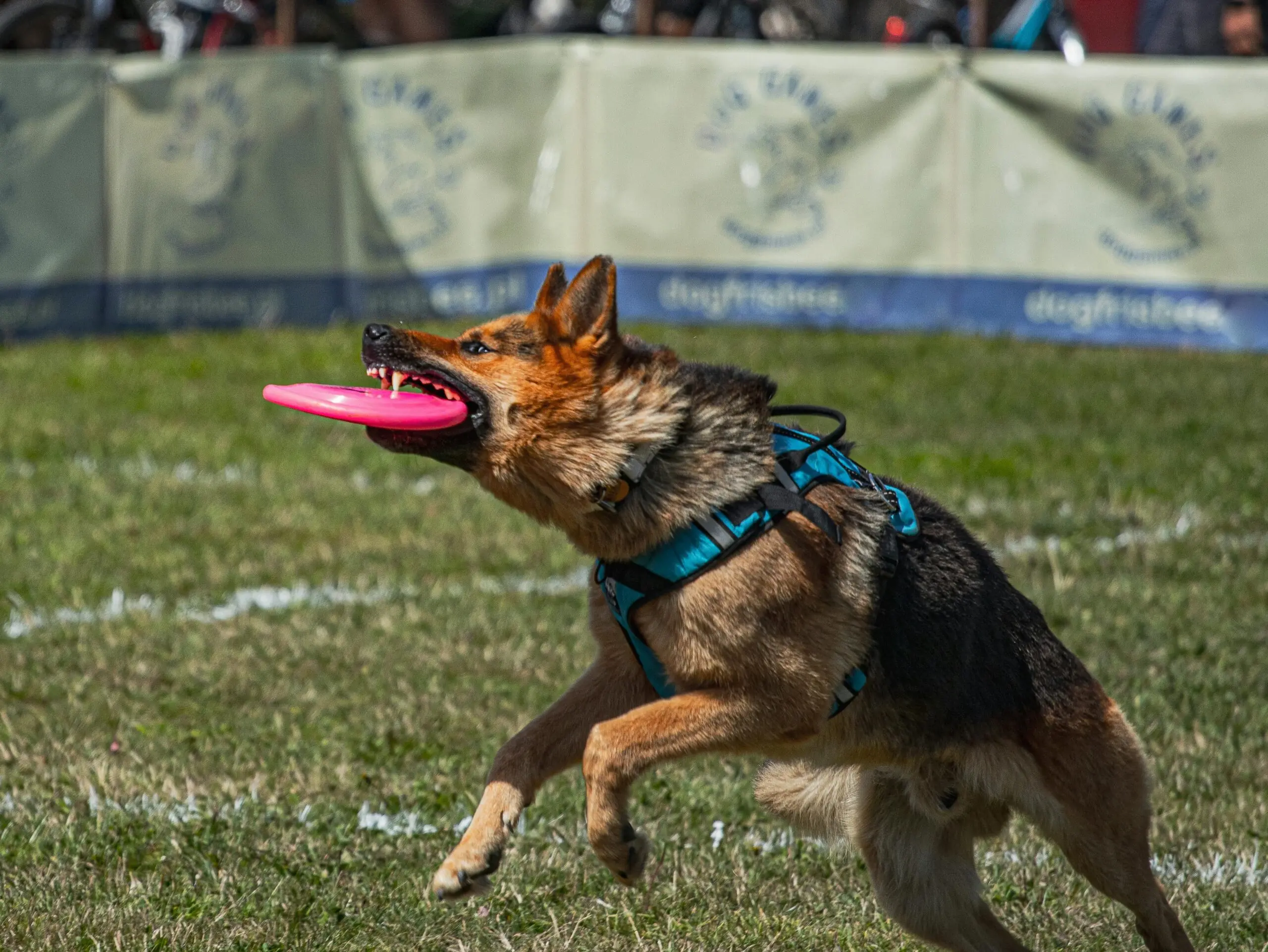 Agility Training for Your Dog: Are You Ready to “Rally?” 1 Agility Training for Your Dog scaled