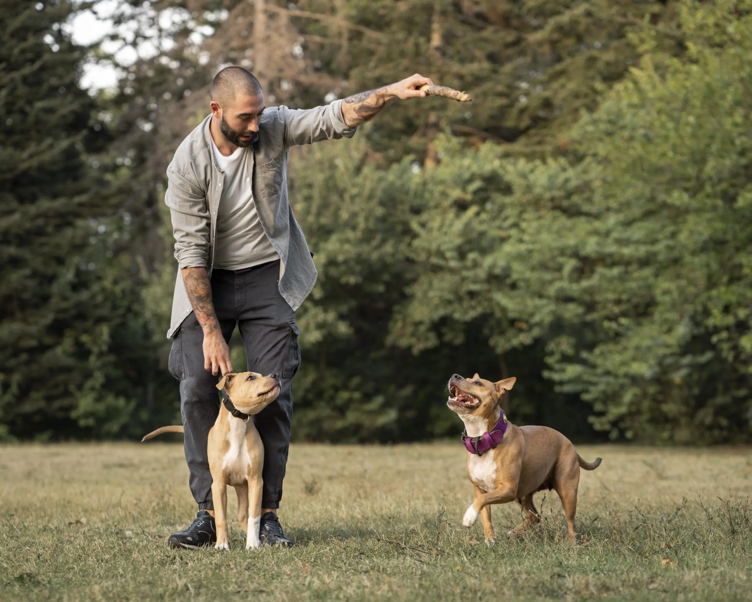 An Active Lifestyle for an Older Dog Is Essentia scaled
