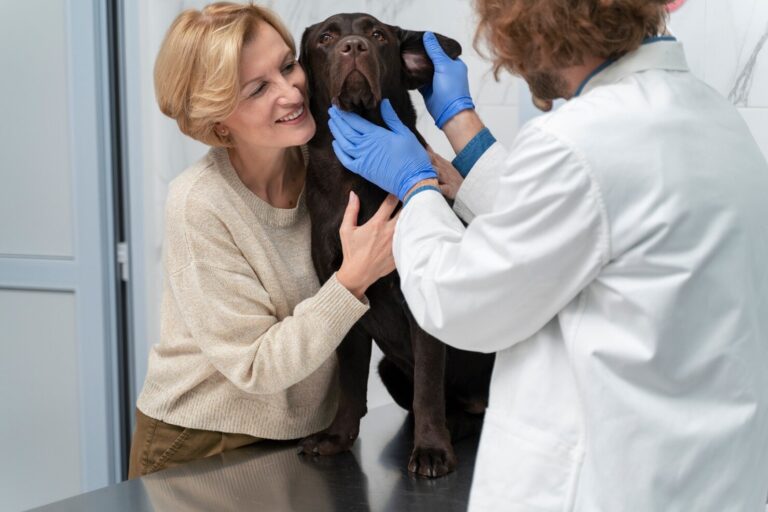 Anesthesia in Senior Dog 1