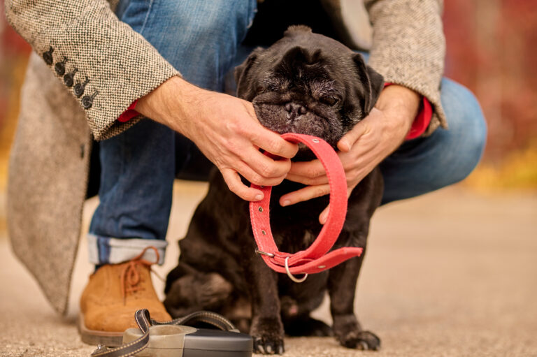Arthritis Treatment Options For Dogs