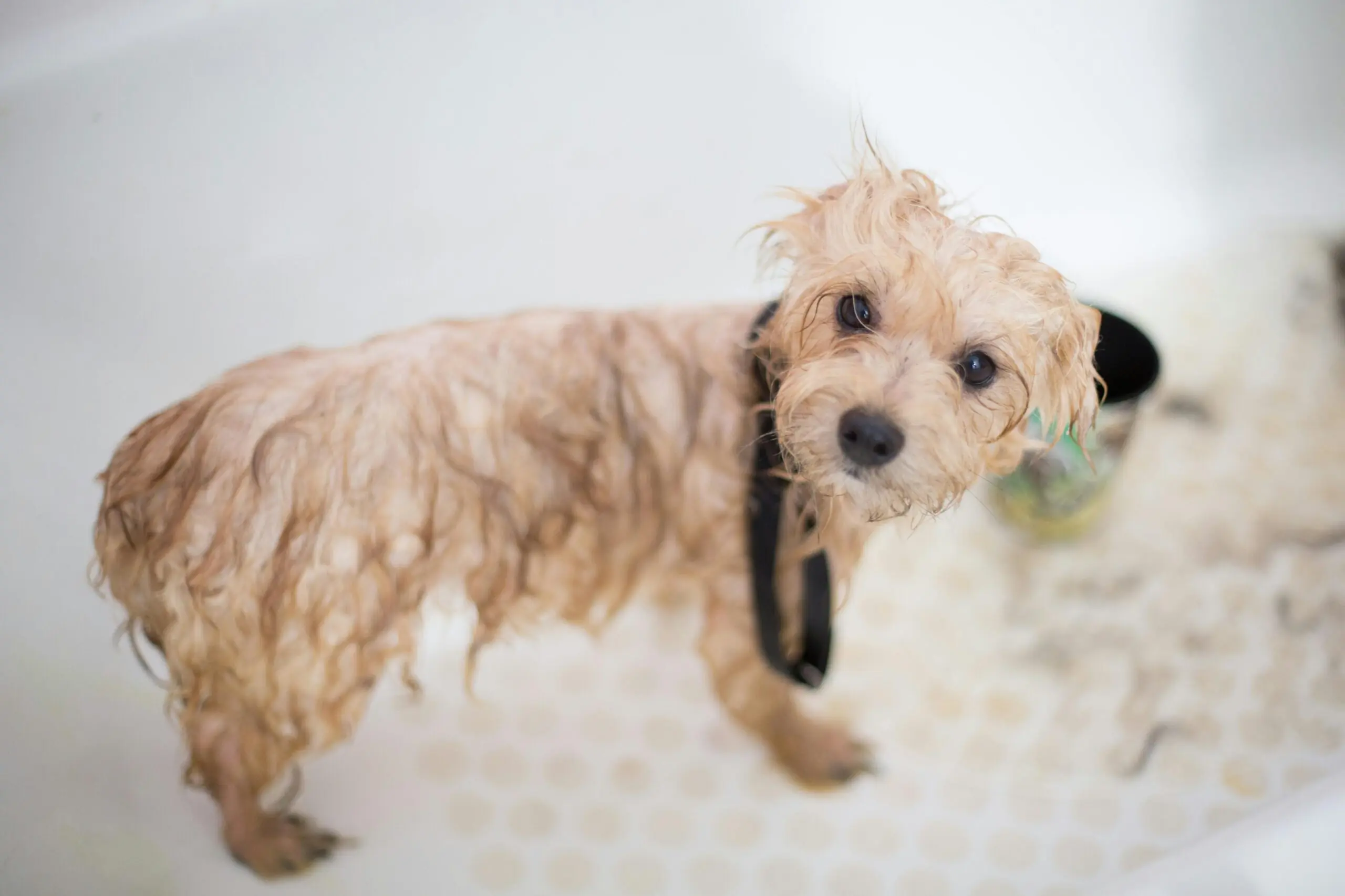 Bathing Frequency for Dogs scaled