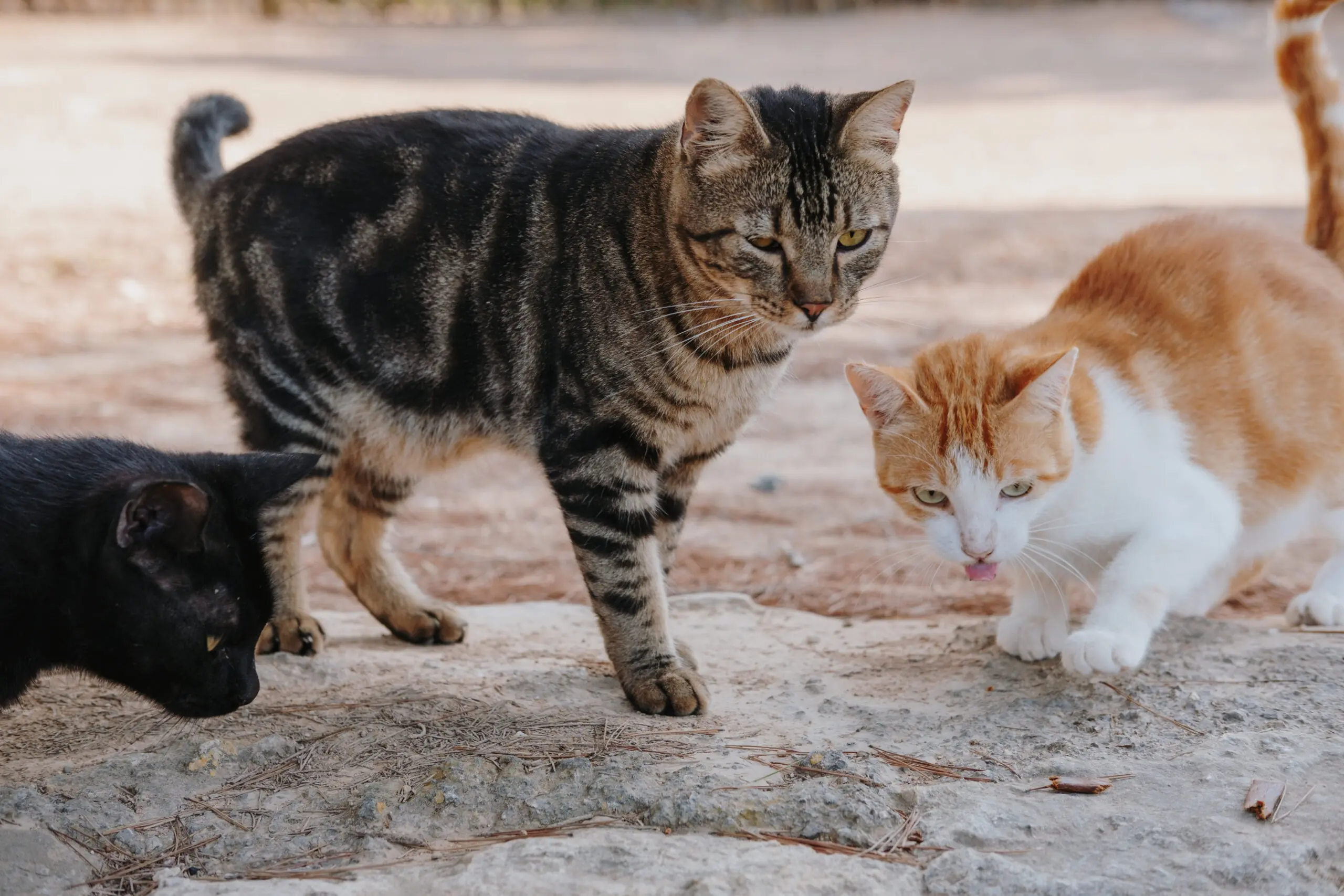 Breeds of Cats That Can Be Calico scaled