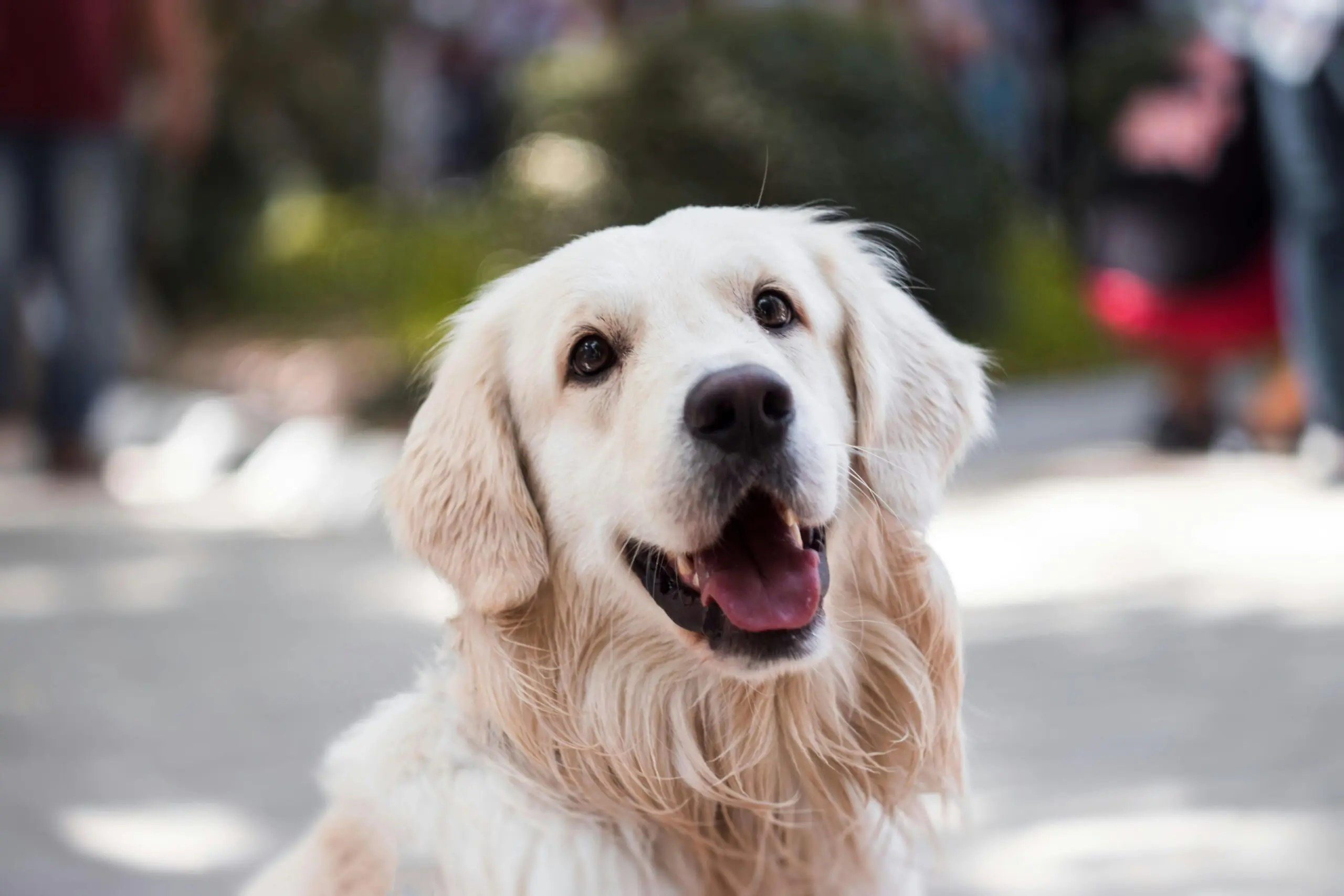 Cancer Rates in Dog 2 scaled