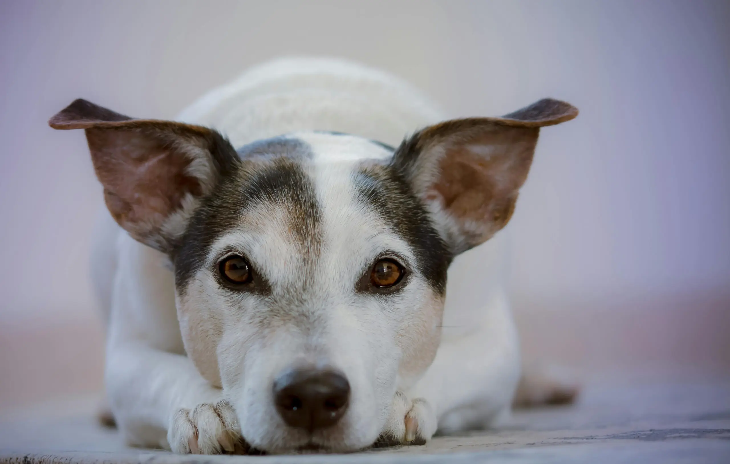 Cancer Rates in Dog scaled