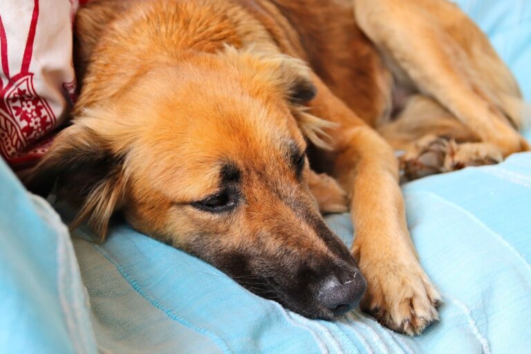 Cancer in Dogs