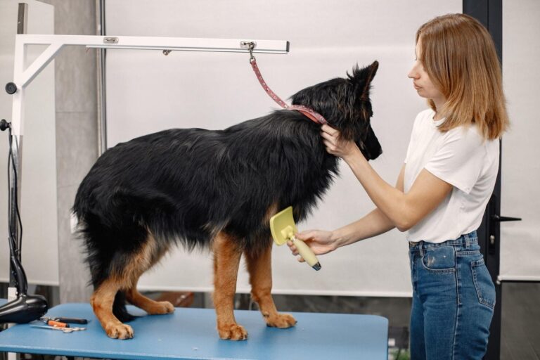 Canine Glue Ear What is that Gunk in Your Dog Ear