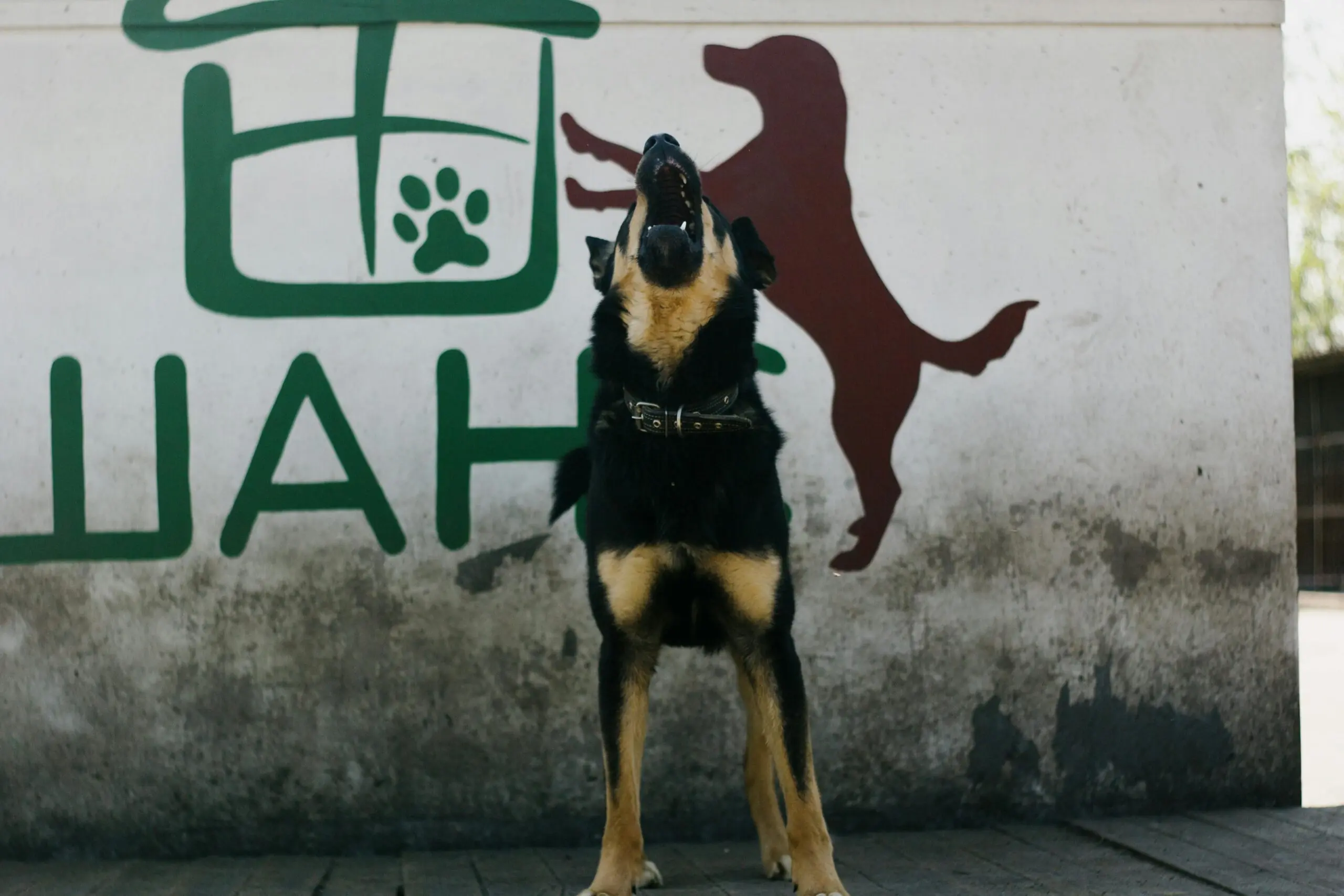 Canine Noise Aversion scaled