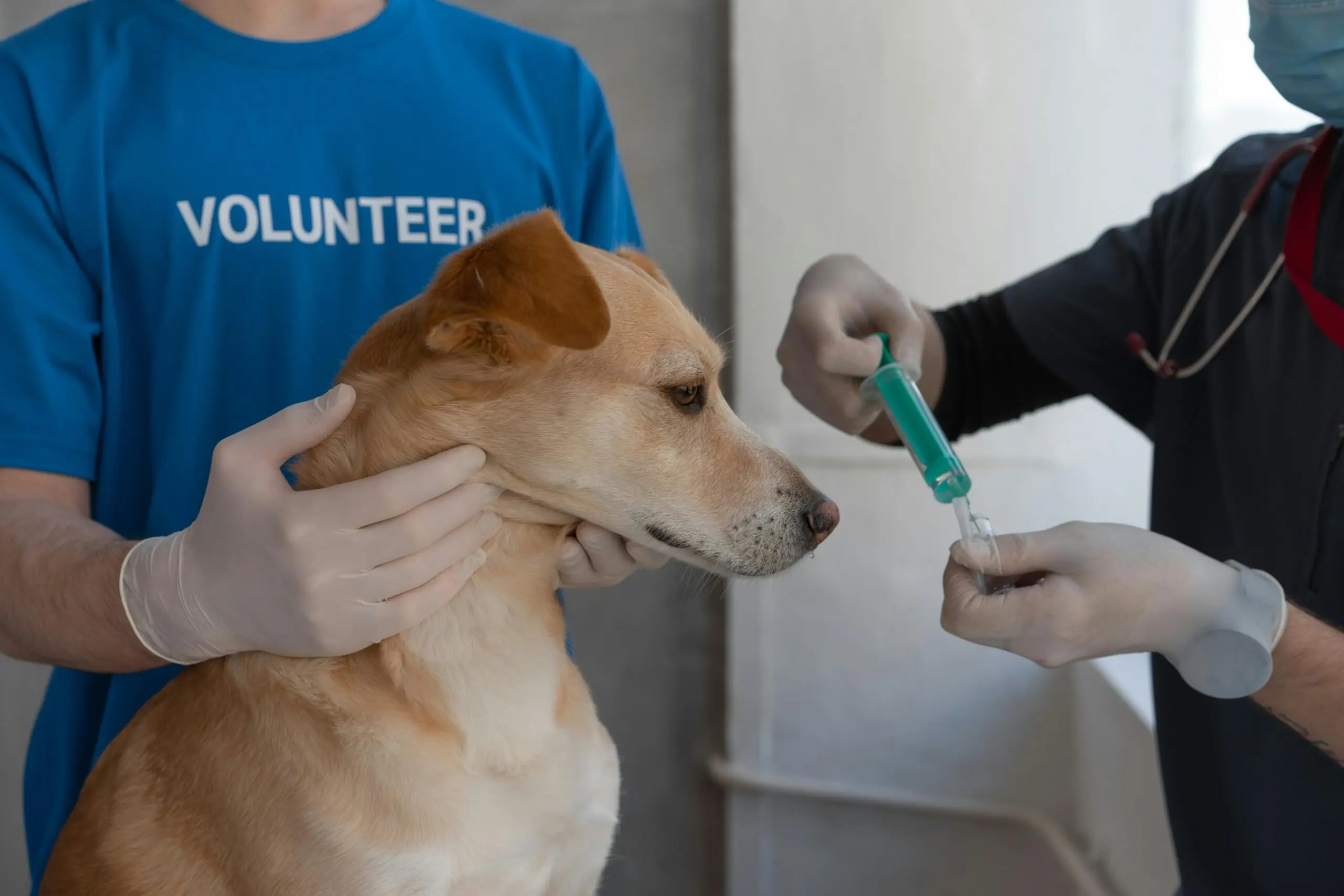 Canine Vaccines are Essential for Preventing Diseases in Dogs scaled
