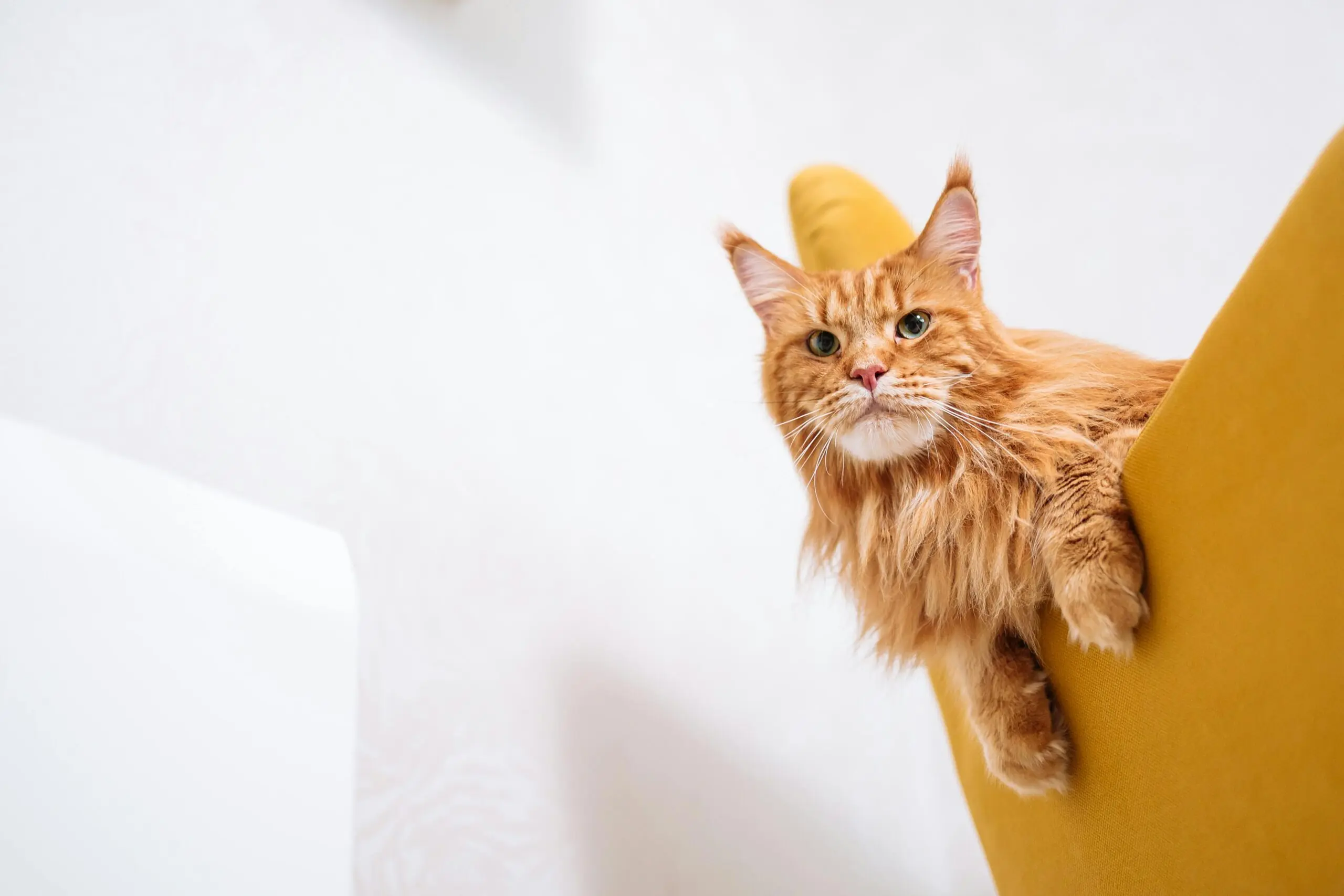 Cat Behaviors Finally Explaine 2 scaled