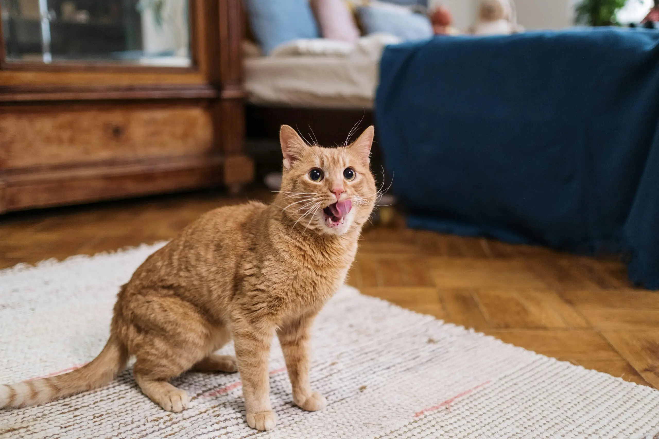 Cat Behaviors Finally Explaine scaled