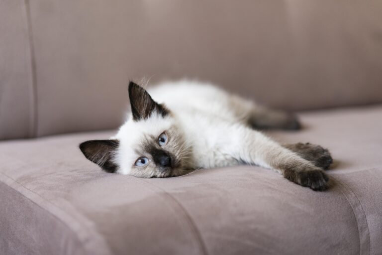 Cat is in Pain