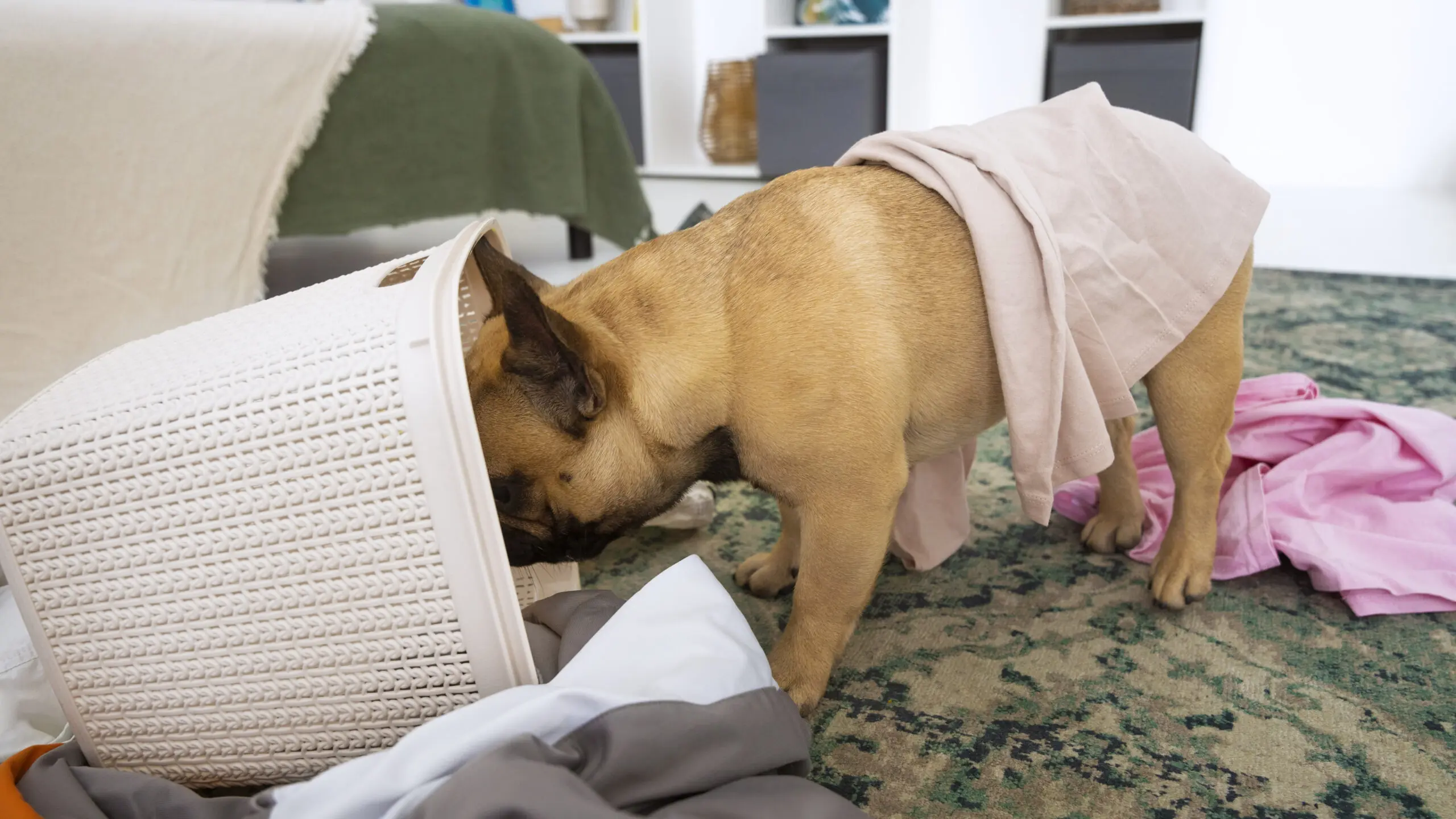 Causes of Anal Gland Cancer in Dogs scaled
