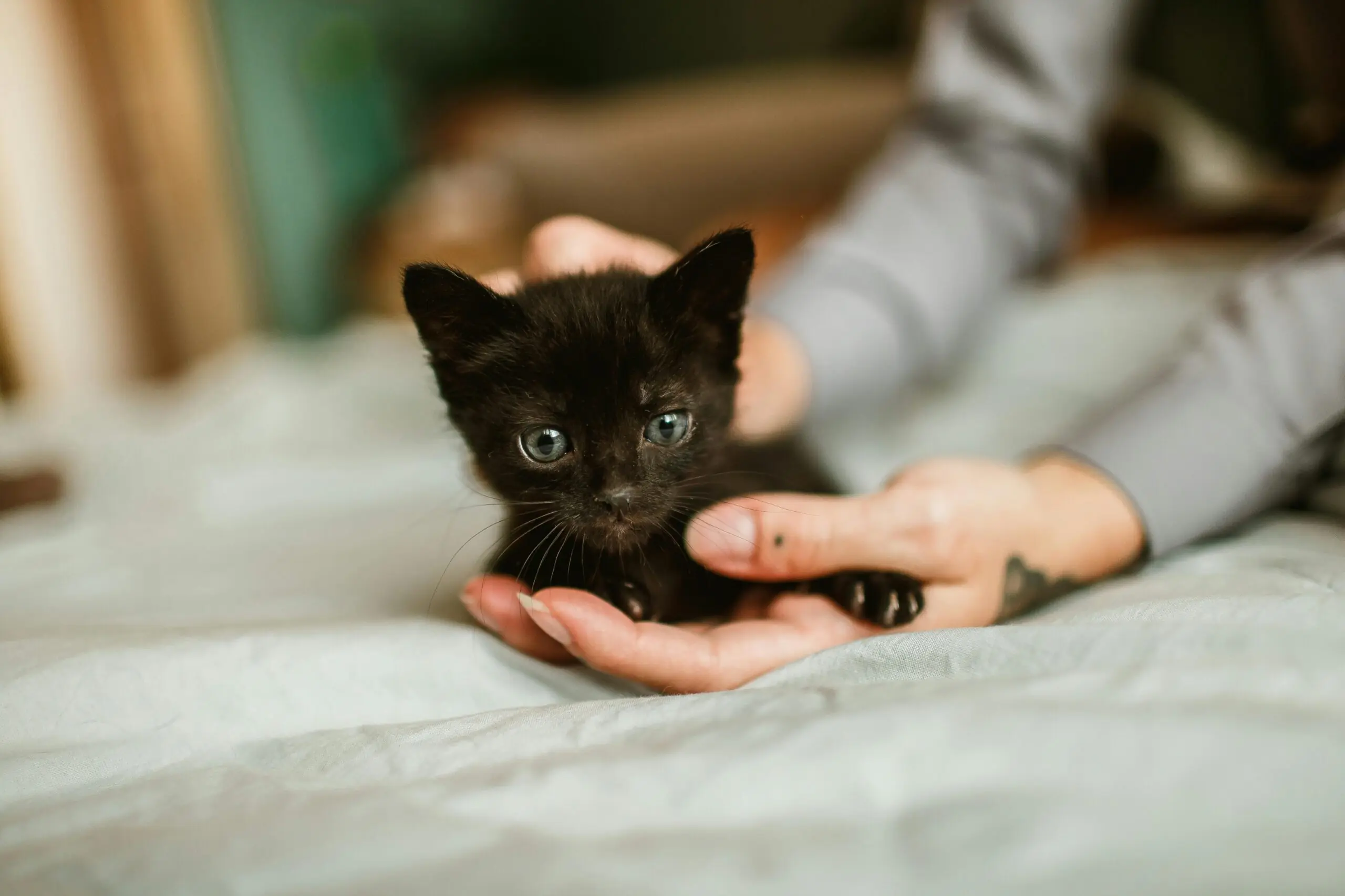 Check Frequently for Signs of Ticks on Your Cats scaled