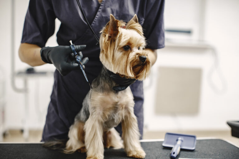 Choosing a Groomer for Your Dog