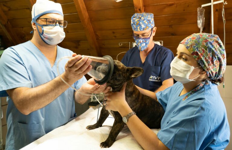 Cranial Cruciate Disease and Surgery