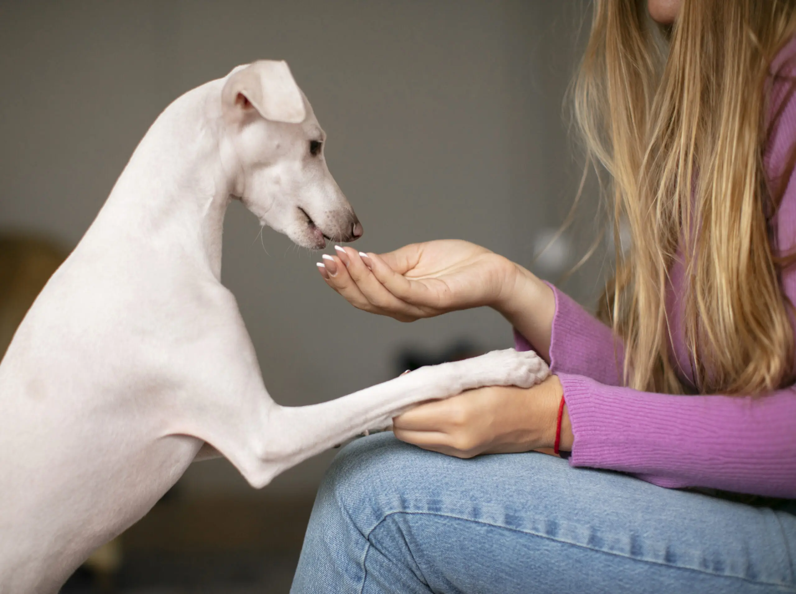 Cyanide Poisoning in Pets scaled
