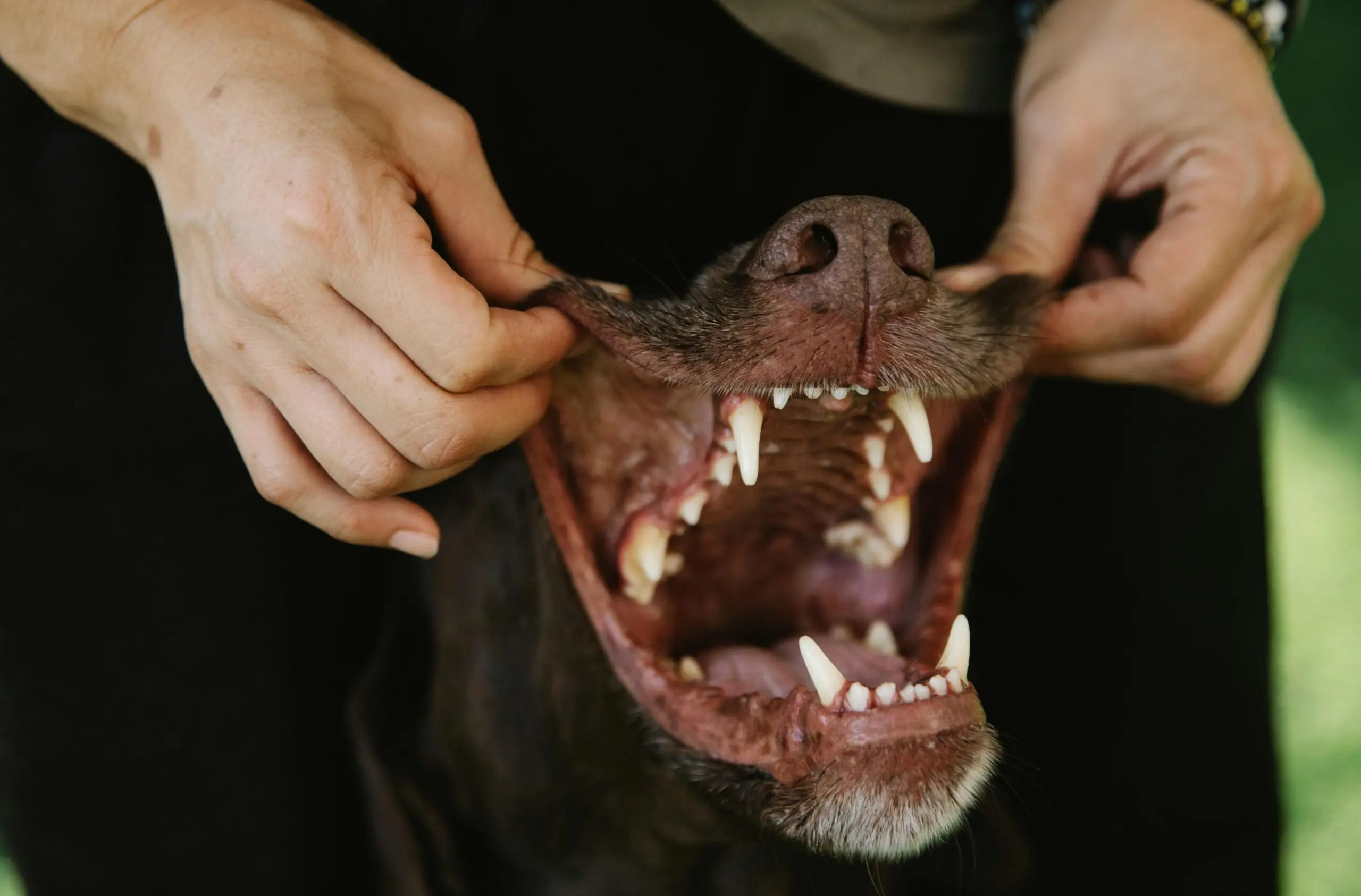 The Importance of Routine Dental Care in Dogs 1 Dental Care in Dog scaled