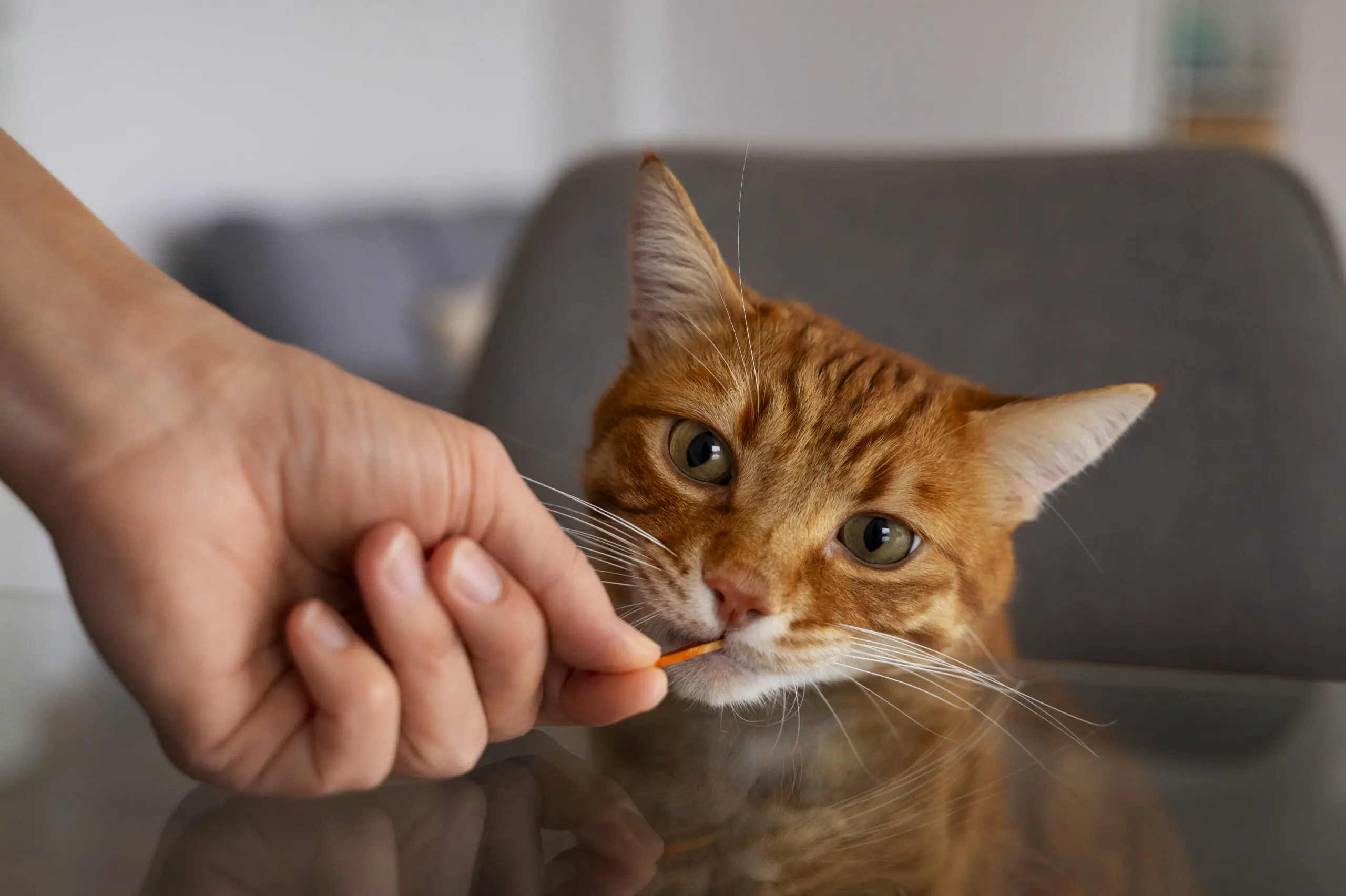 Dental Supplements for Cats scaled