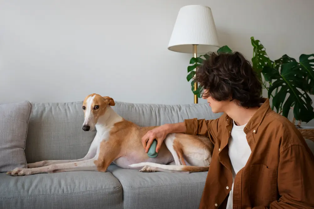 10 Tips to Help Stop Dog Barking 2 Desensitize Your Dog