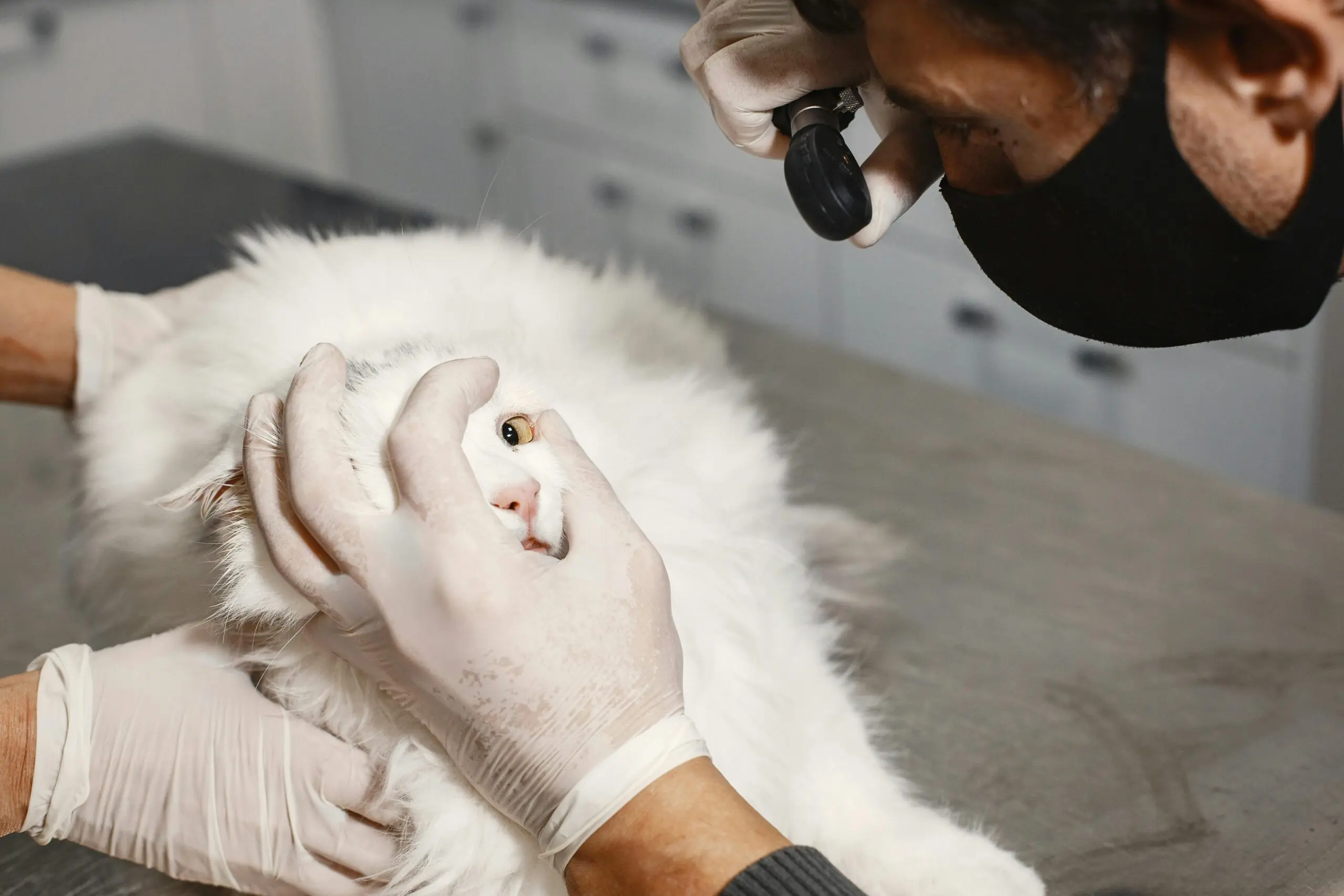 Diagnosis and Treatment for Bile Duct Cysts in Cats scaled