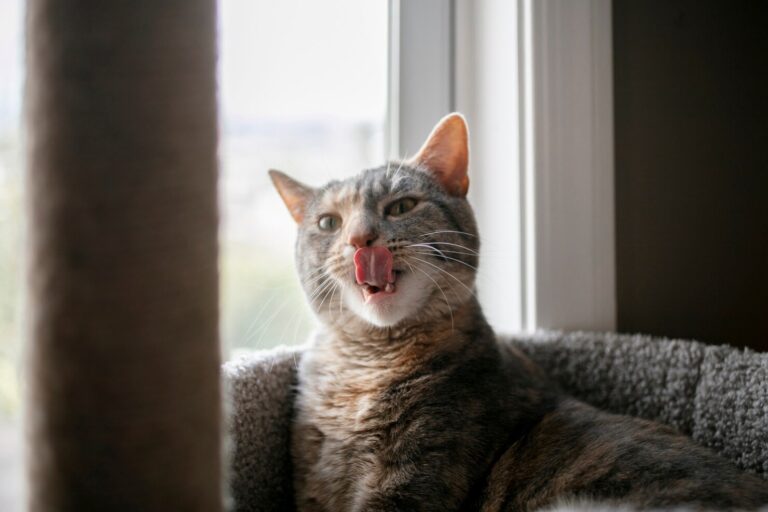 Do Cats Drool