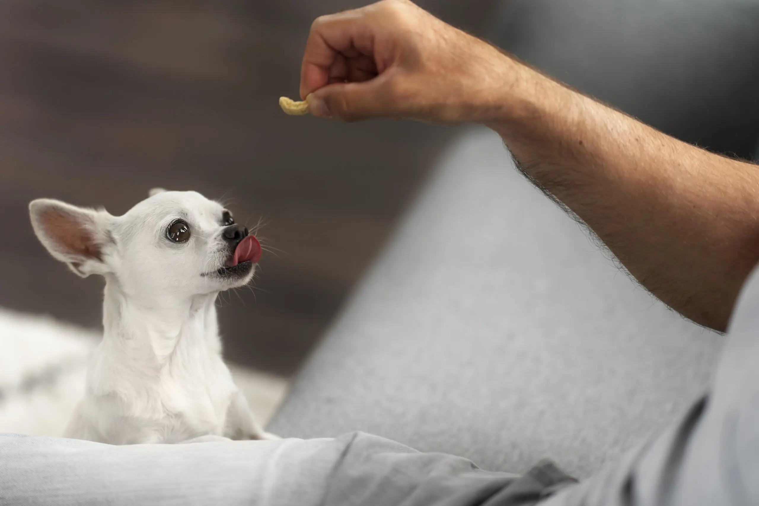 Do Dogs Need Heartworm Medication 1 scaled