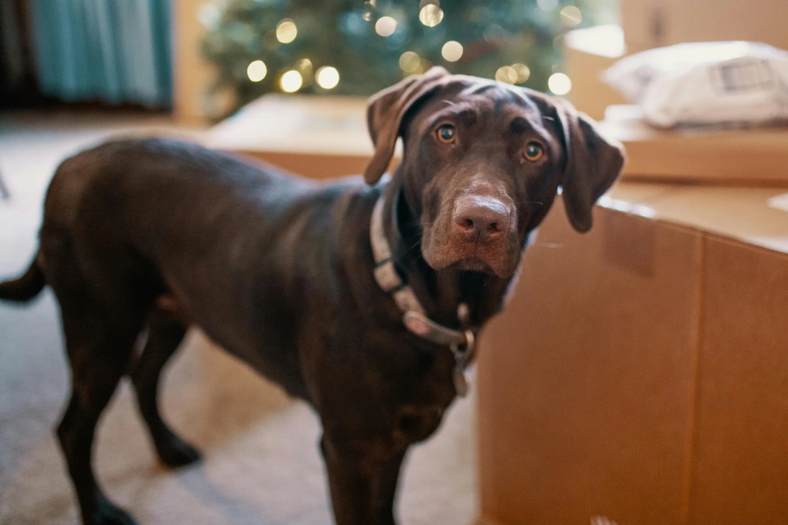 Dogs Bloat scaled