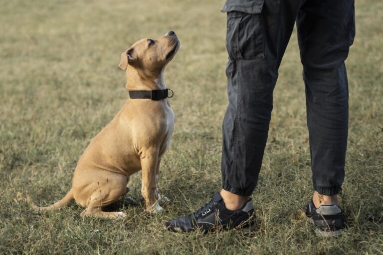 Dogs Poop in Different Ways
