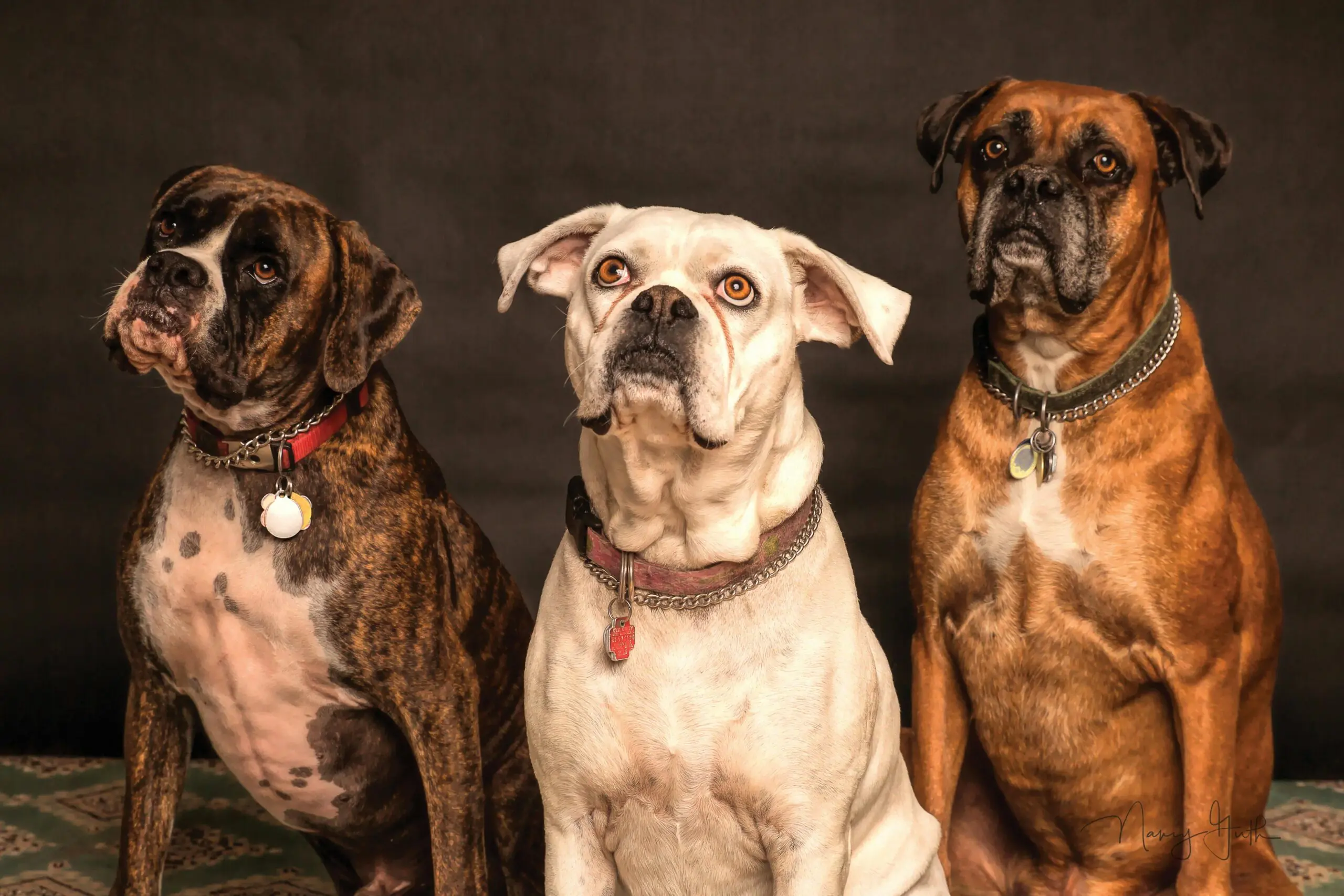 Dogs That Need to be Microchipped scaled