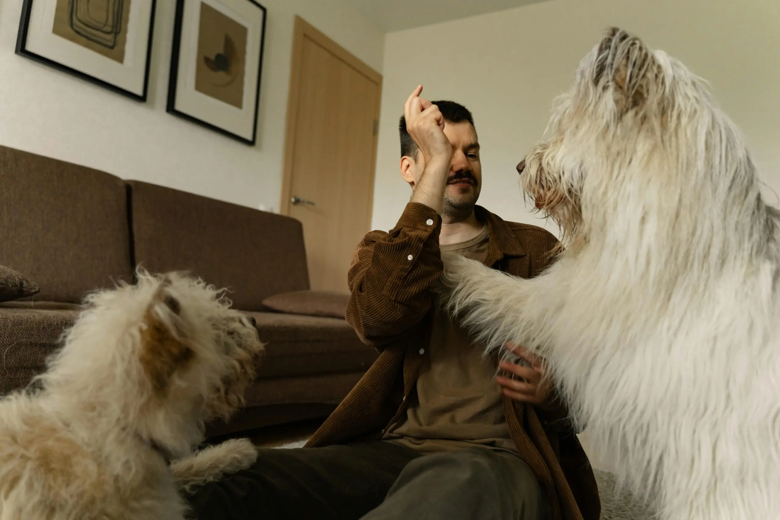 New Hope for People and Pets Affected by Domestic Violence 1 Domestic Violence Affects Pets Too scaled