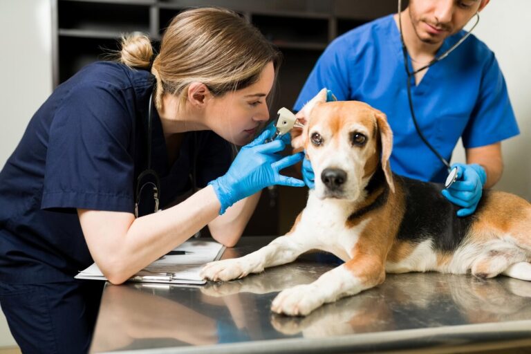 Ear Infections in Dogs and Total Ear Canal Ablation TECA