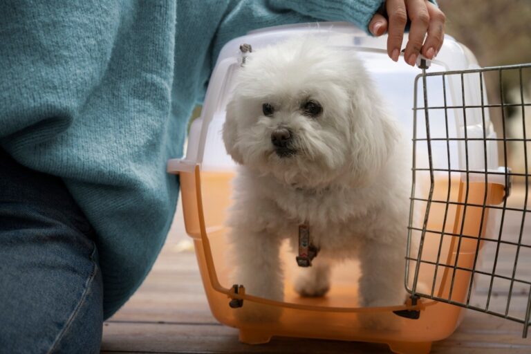 Ectopic Ureters Causing Urinary Incontinence in Dogs