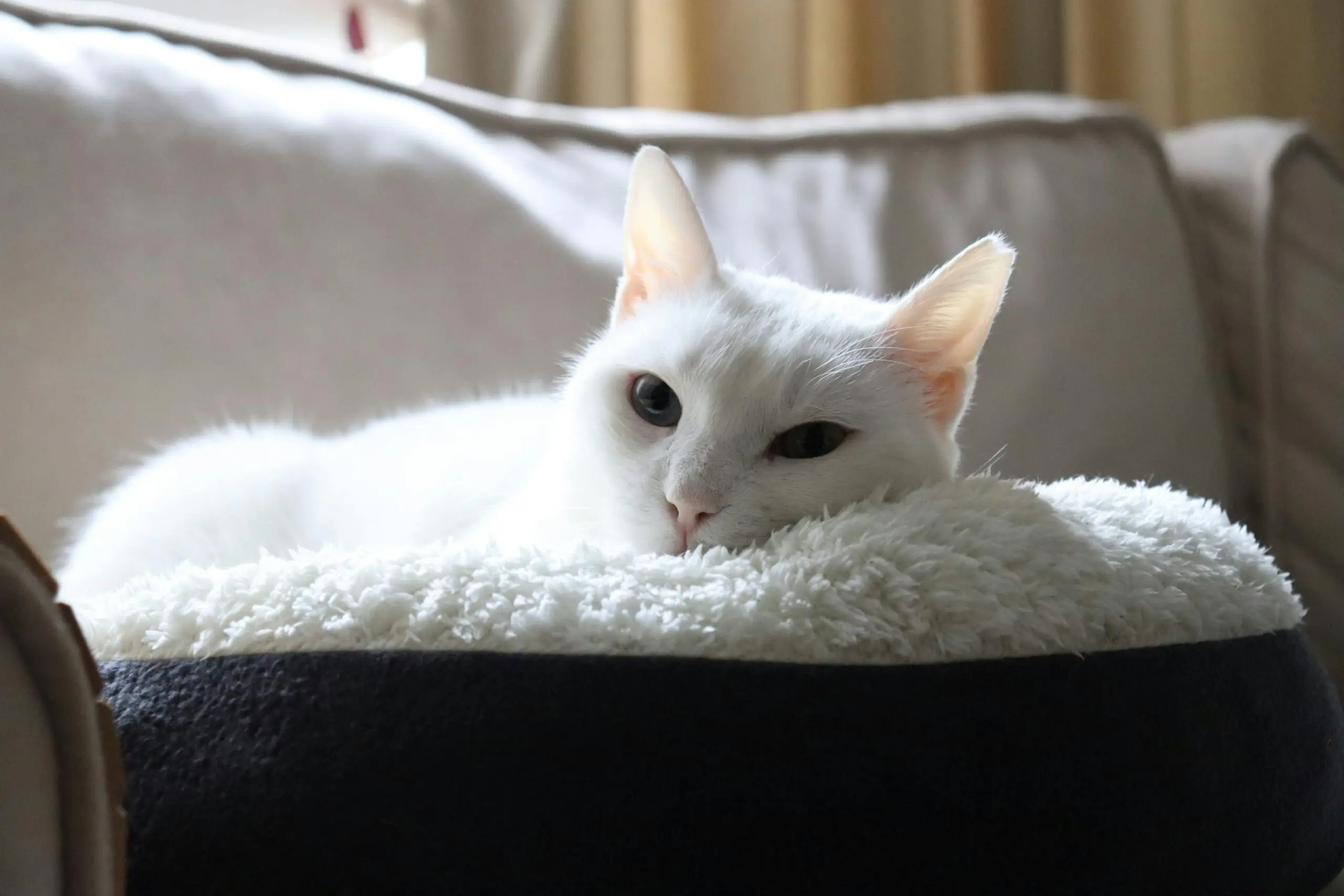 Euthanasia in Pets 1 scaled