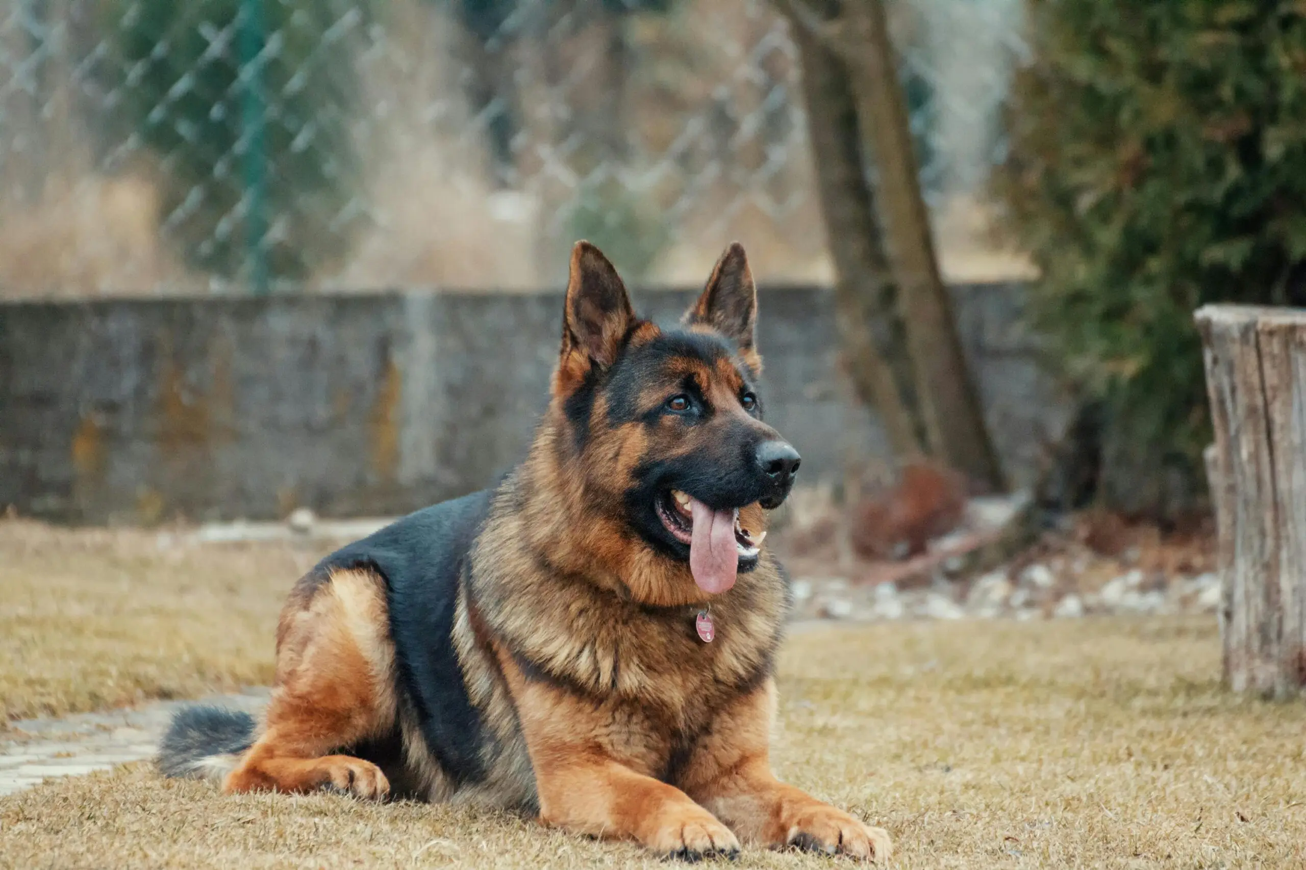 Euthanasia in dogs scaled