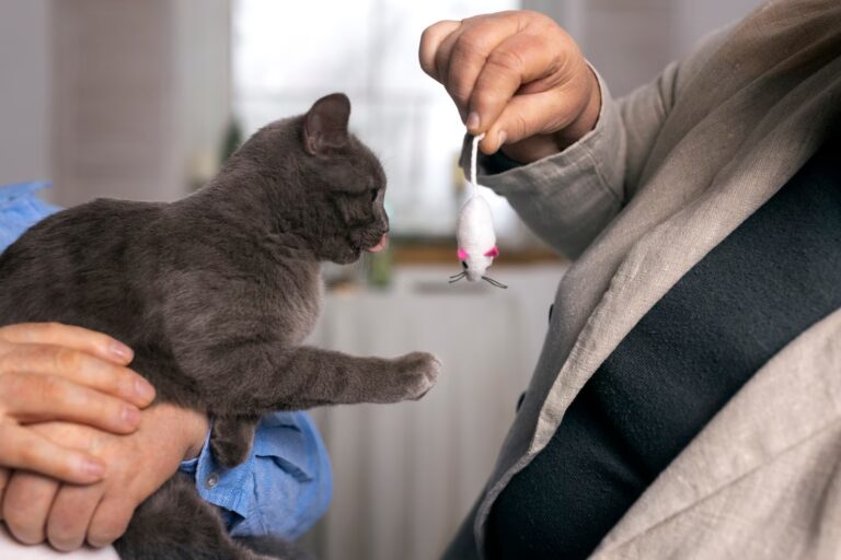 Everything By No Means Needed to Learn About Cat Urine