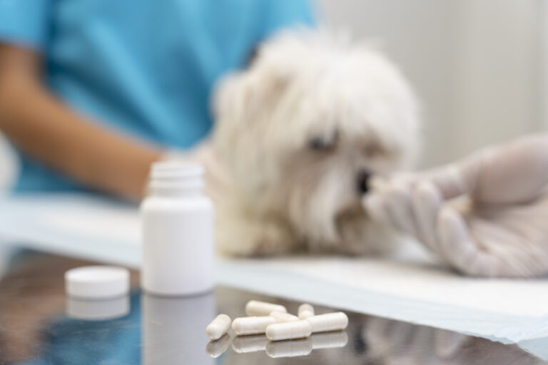 Expired Drugs in Your Pet s Medicine Cabinet