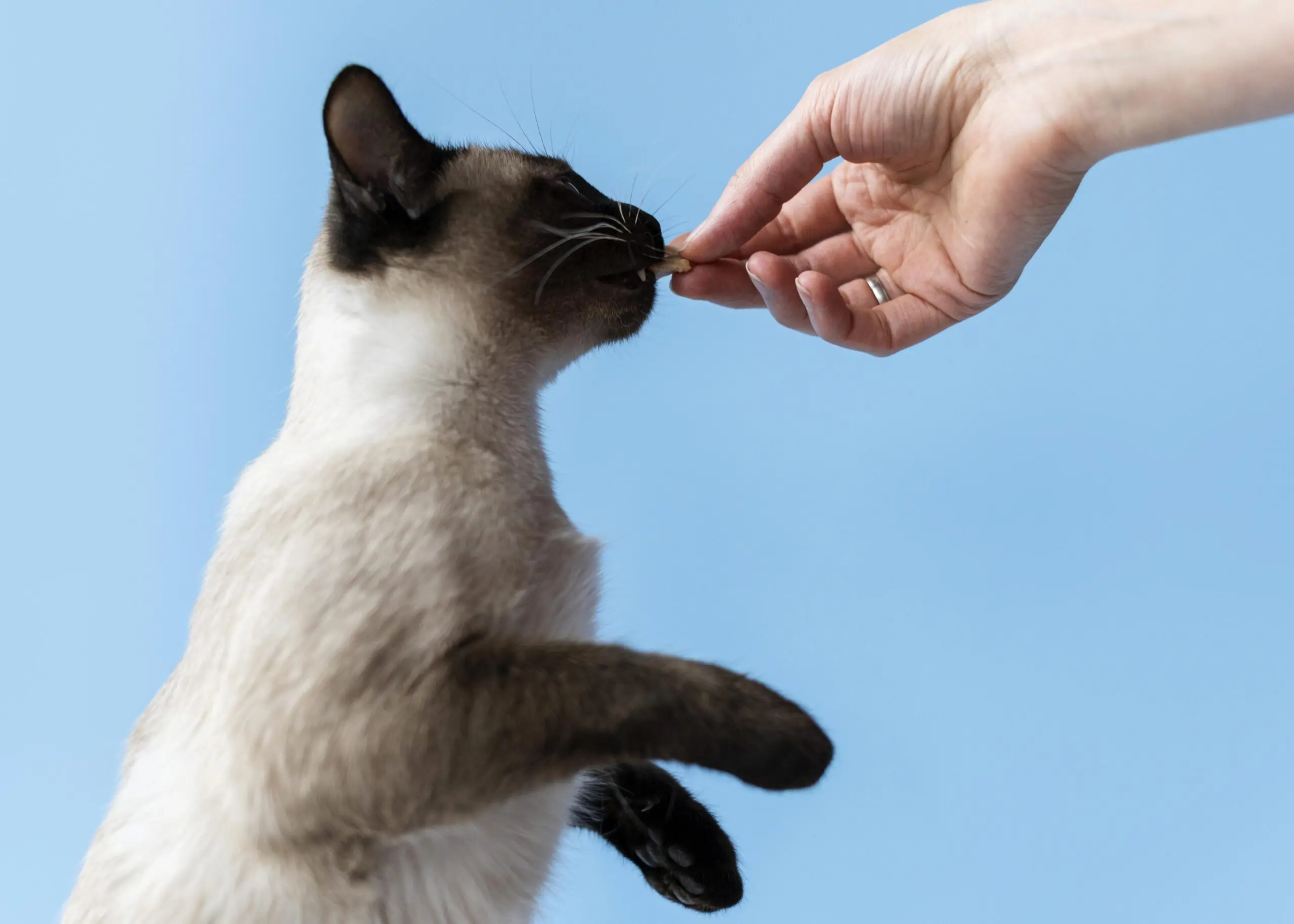 Feeding Frequency in Young Adult Cats scaled