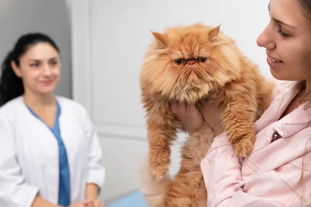 Everything By No Means Needed to Learn About Cat Urine 1 Feline Urinary Tract Disease is One of the Most Prominent Frustrations Veterinarians Face