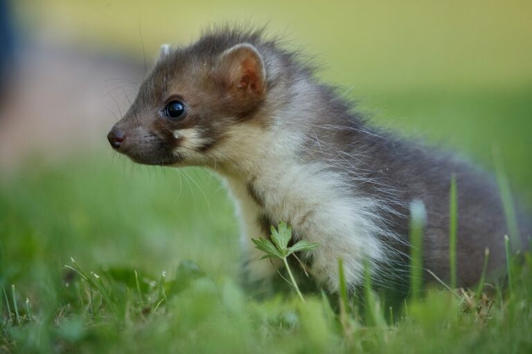 Ferret