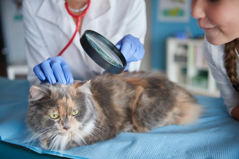 Fleas and Ticks on Cats