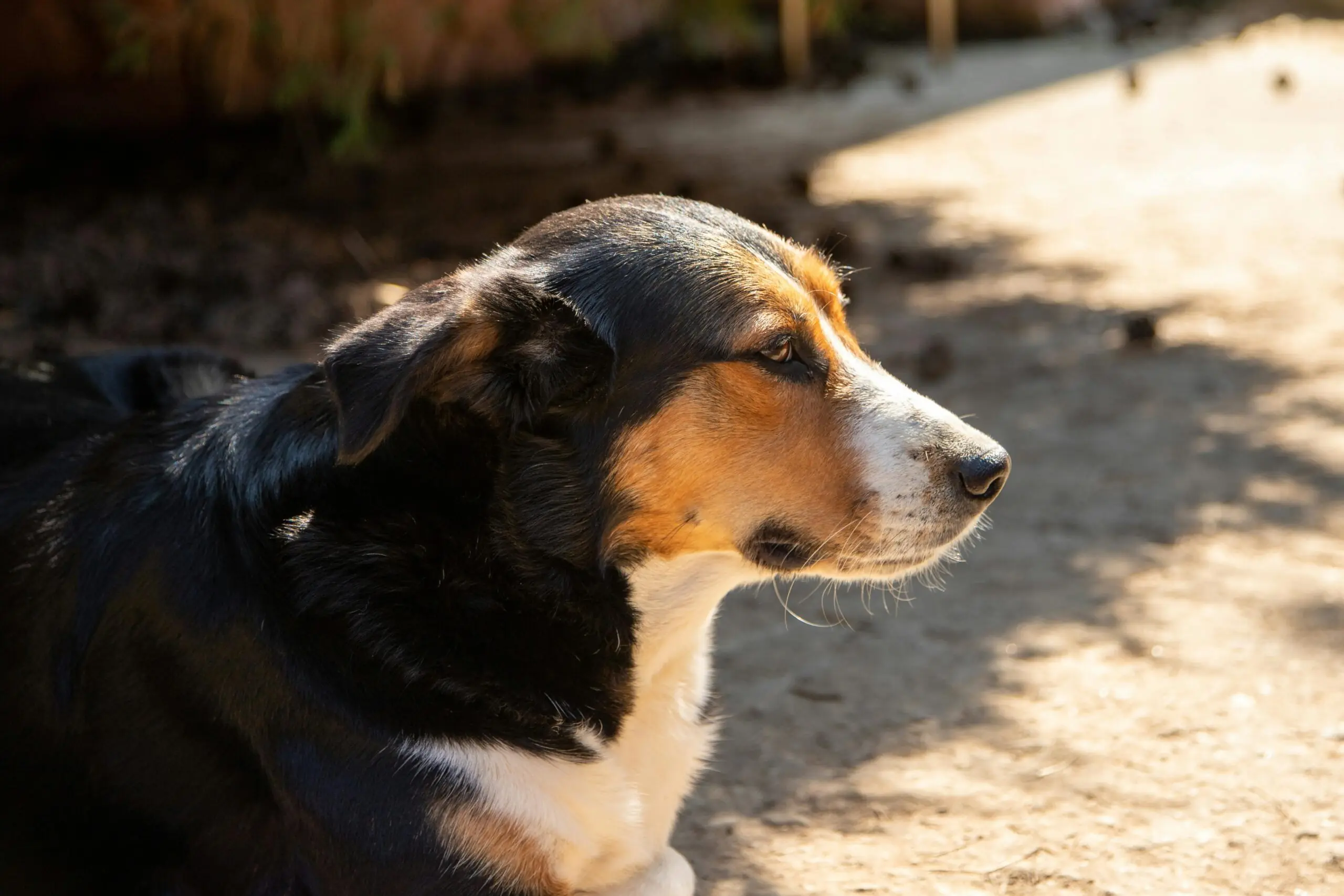 Has a Dry Warm Nose scaled